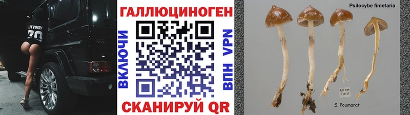 Купить  Шумерля  Галлюциногенные грибы Cubensis 